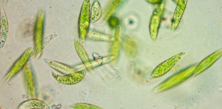 Research: Evolutionary discovery to rewrite textbooks —