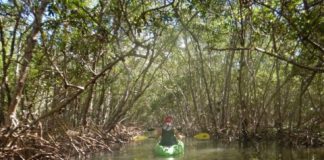 Research: Two hours a week is key dose of nature for health and wellbeing —