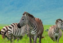 Research: Zebras’ stripes could be used to control their temperature, study reveals —