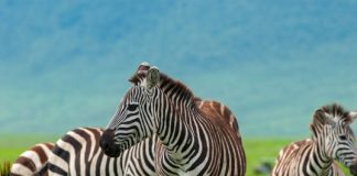 Research: Zebras’ stripes could be used to control their temperature, study reveals —