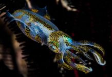 Research: Squid could thrive under climate change —