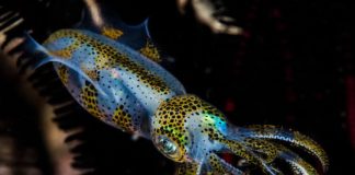 Research: Squid could thrive under climate change —