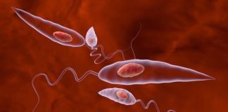 Research: Studying Leishmania parasites’ offspring could lead to improved treatment for deadly infections —