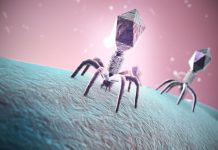 Research: State-of-the-art technologies reveal bacterial cells organized like human cells, offering insights for new phage therapies on untreatable infections —