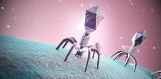 Research: State-of-the-art technologies reveal bacterial cells organized like human cells, offering insights for new phage therapies on untreatable infections —