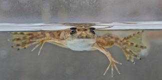 Research: Environmental oxygen triggers loss of webbed digits —