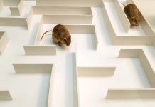 Research: Hidden brain signals behind working memory —