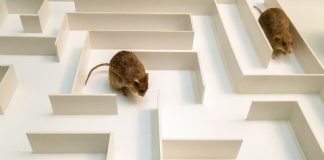 Research: Hidden brain signals behind working memory —