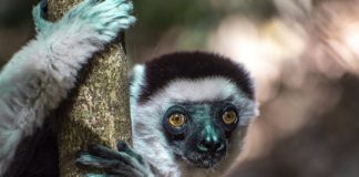 Research: The microbial mix inside some lemurs’ guts is dictated by what species they are and where they live —