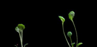 Research: Research uncovers elusive process essential to plant greening —