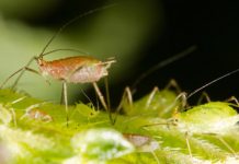 Research: Virus genes help determine if pea aphids get their wings —