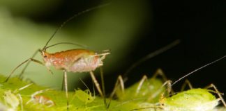 Research: Virus genes help determine if pea aphids get their wings —