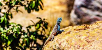 Research: Formula could tell ecologists which species will come to their own ‘behavioral rescue’ —