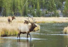 Research: What drives Yellowstone’s massive elk migrations?