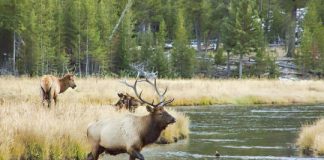 Research: What drives Yellowstone’s massive elk migrations?