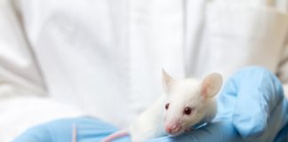 Study: With precise control, researchers could make a mouse sing or not on command — (Details)