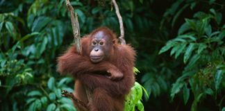 Research: Global commodities trade and consumption place the world’s primates at risk of extinction —