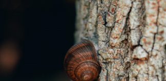 Tech: Superstrong, reversible adhesive that works like snail slime — (Report)