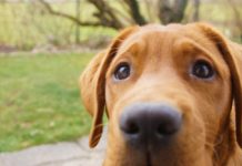 Research: The evolution of puppy dog eyes —