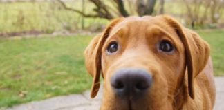 Research: The evolution of puppy dog eyes —