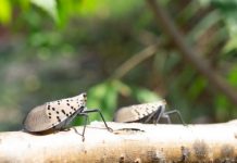 Research: Researchers plan tiny wasp counterattack —