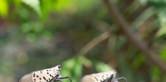 Research: Researchers plan tiny wasp counterattack —