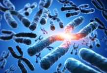 Research: Dark centers of chromosomes reveal ancient DNA —