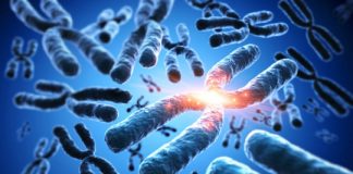 Research: Dark centers of chromosomes reveal ancient DNA —