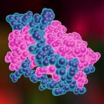 Study: Biology of leptin, the hunger hormone, revealed — (Details)