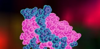 Study: Biology of leptin, the hunger hormone, revealed — (Details)