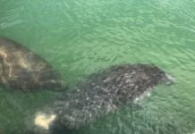 Research: New data show how manatees use shipping channels —