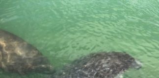 Research: New data show how manatees use shipping channels —