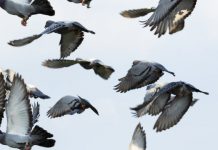 Research: Pigeons flap faster to fly together —