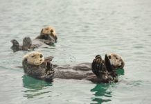 Research: Sea otters have low genetic diversity like other threatened species, biologists report —