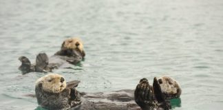 Research: Sea otters have low genetic diversity like other threatened species, biologists report —