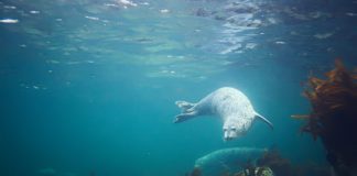 Research: Wearable device reveals how seals prepare for diving —