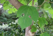 Research: Humans carried the plant, used to make barkcloth, as they colonized new islands across Oceania —