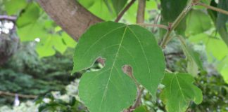 Research: Humans carried the plant, used to make barkcloth, as they colonized new islands across Oceania —