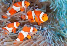 Research: New study details evolutionary relationships of clownfish-hosting —
