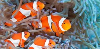 Research: New study details evolutionary relationships of clownfish-hosting —