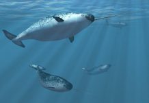Research: Narwhals and belugas can interbreed —