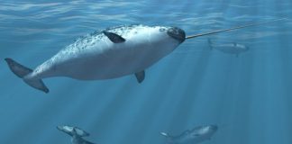 Research: Narwhals and belugas can interbreed —