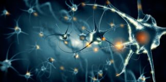 Study: Processed foods and effect on developing fetus’ brain: Autism link? — (Details)