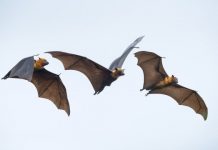 Research: Animals’ brain activity ‘syncs’ during social interactions —