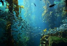 Research: New report finds that impacts of ozone-driven climate change span the ecosystem —