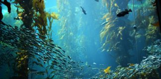 Research: New report finds that impacts of ozone-driven climate change span the ecosystem —