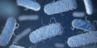 Research: New therapy targets gut bacteria to prevent and reverse food allergies —