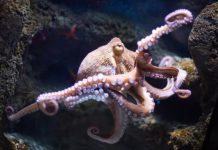 Research: How octopus arms make decisions —