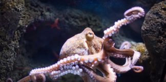 Research: How octopus arms make decisions —