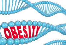 Research: What made humans ‘the fat primate’? Changes in DNA packaging curbed our body’s ability to turn ‘bad’ fat into ‘good’ fat —
